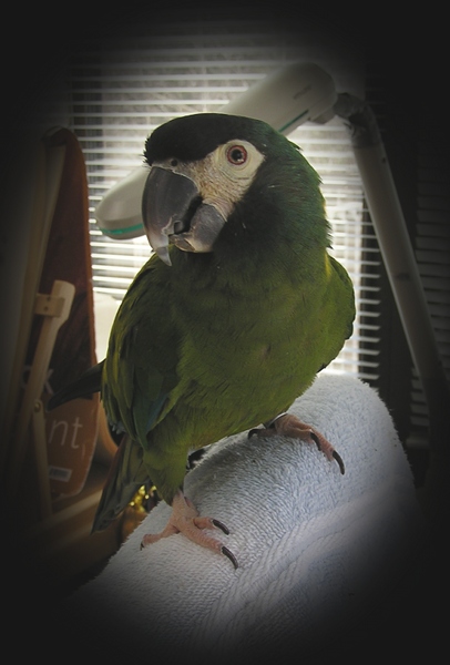 auggie3-12-12.jpg